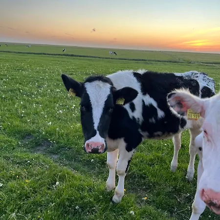 Sandbar Direkt Am Deich
