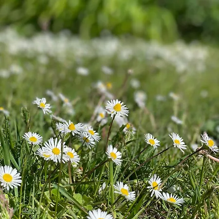 Casa vacanze Sandbar Direkt Am Deich Spieka-Neufeld