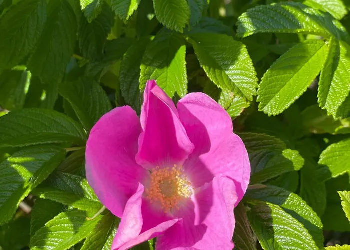 بيت للعطل Sandbar Direkt Am Deich Spieka-Neufeld