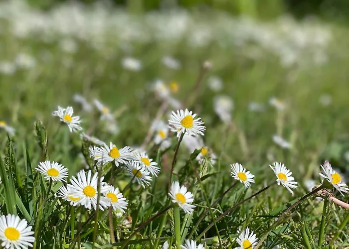 بيت للعطل Sandbar Direkt Am Deich Spieka-Neufeld